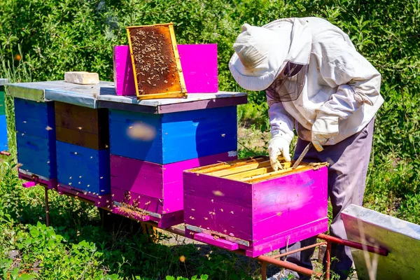 Včelař Vytahuje Plástve Dřevěném Rámu Aby Mohl Kontrolovat Situaci Včelstva — Stock fotografie