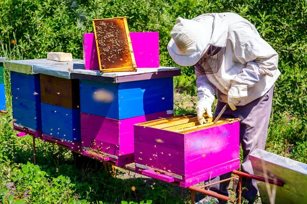 Apiculteur Sort Nid Abeille Sur Cadre Bois Pour Contrôler Situation — Photo