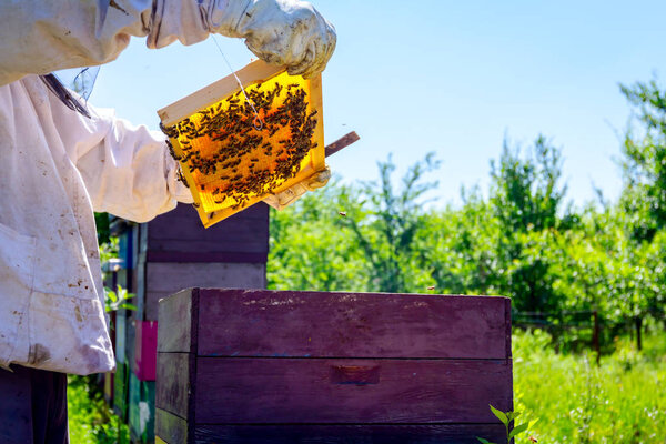Beekeeper is looking swarm activity over honeycomb on wooden frame, control situation in bee colony.