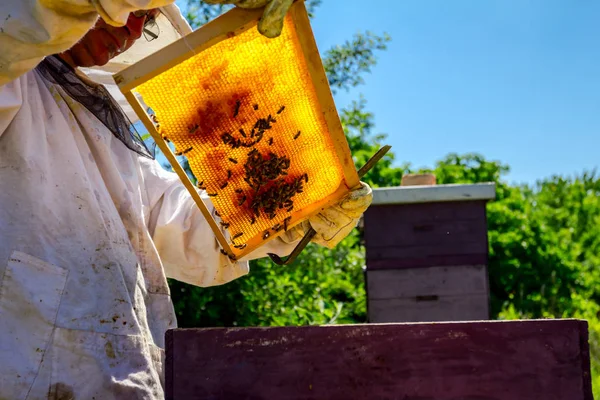 Arıcı Arı Kolonisindeki Kontrol Durumu Ahşap Çerçeveli Bal Peteği Üzerinde — Stok fotoğraf