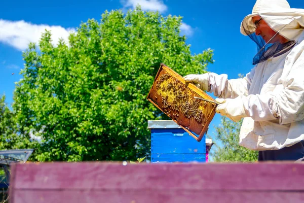 Imker Sucht Schwarmaktivität Über Wabe Auf Holzrahmen Kontrollsituation Bienenvolk — Stockfoto