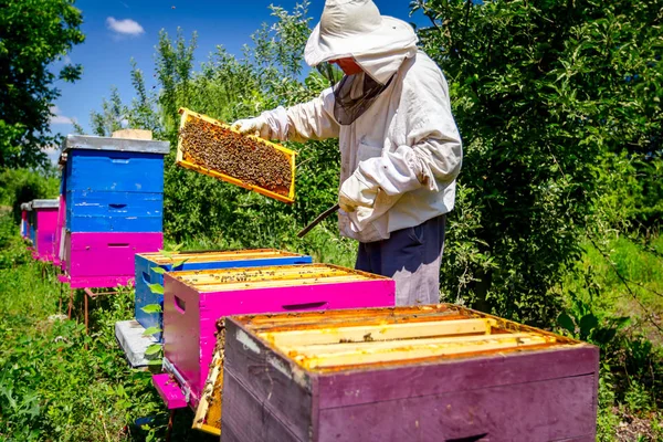 Пчеловод Убирает Соты Деревянной Раме Контролировать Ситуацию Пчелиной Колонии — стоковое фото