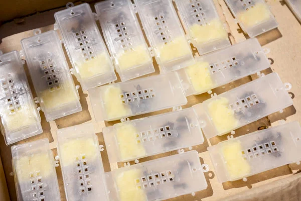 Νέα Βασίλισσα Μέλισσα Λίγες Μέλισσες Τοποθετούνται Μικρά Πλαστικά Κλουβί Πριν — Φωτογραφία Αρχείου