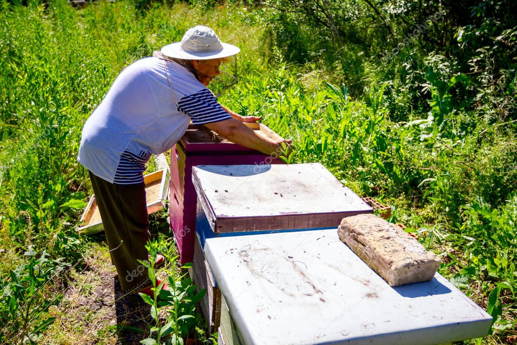 Barehanded senior woman, Beekeeper, is control situation in bee colony.