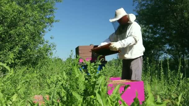 养蜂人正在蜂巢木架上检查蜜蜂 养蜂机在木架上取出蜂巢控制蜂群的状况 — 图库视频影像