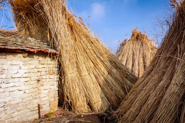 Tied bundles of dried reeds after harvest in the farmyard with o — Stock Photo, Image