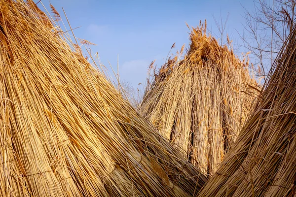 A few tied bundles of dried reeds after harvest — Stock Photo, Image
