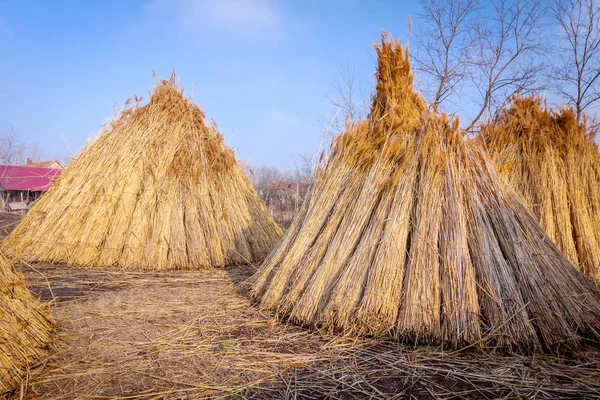 A few piles with bundles of dry reeds after harvest — Stock Photo, Image