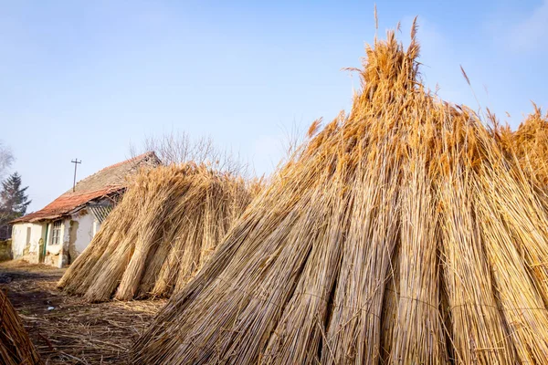 Tied bundles of dried reeds after harvest in the farmyard with o — Stock Photo, Image