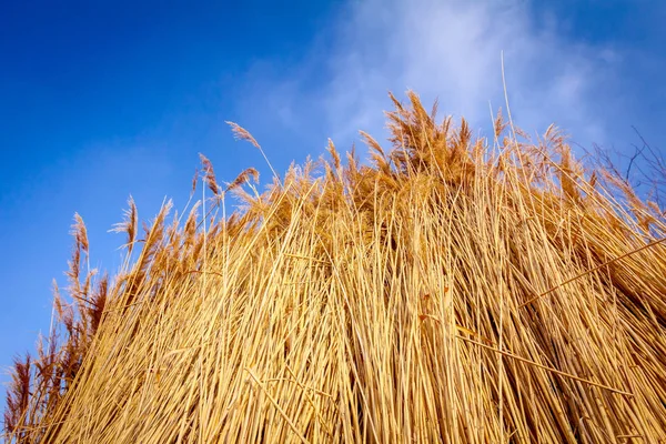 Tied bundle of dried reed after harvest — Stock Photo, Image