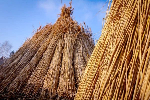 A few tied bundles of dried reeds after harvest — Stock Photo, Image