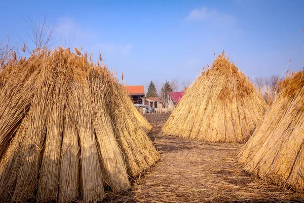 A few piles with bundles of dry reeds after harvest — Stock Photo, Image