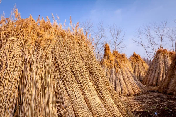 A few piles with bundles of dry reeds after harvest — Stock Photo, Image