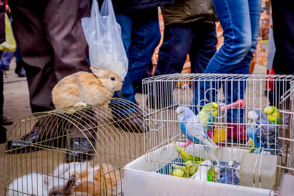 Huisdieren te koop, vogels en konijnen — Stockfoto