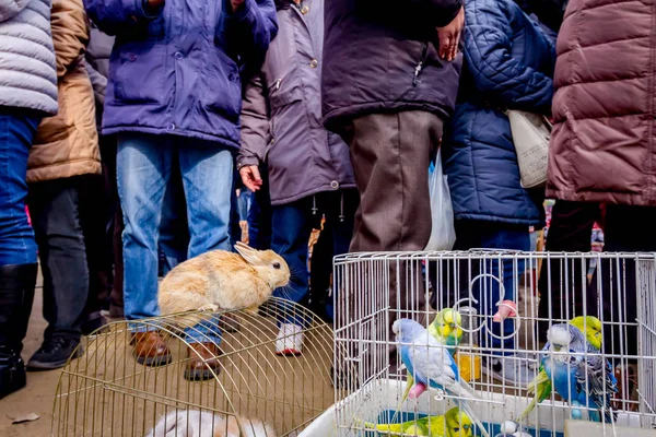 Animais de estimação para venda, pássaros e coelhos — Fotografia de Stock