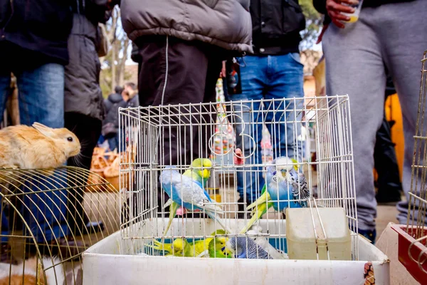 Haustiere zum Verkauf, Vögel und Kaninchen — Stockfoto