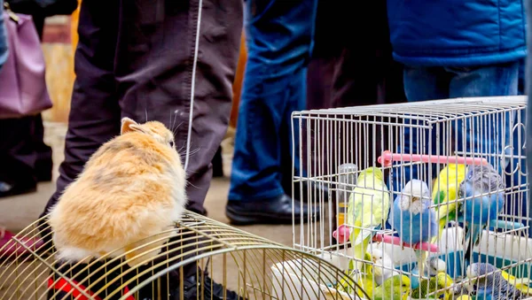Accueil animaux à vendre, oiseaux et lapins — Photo