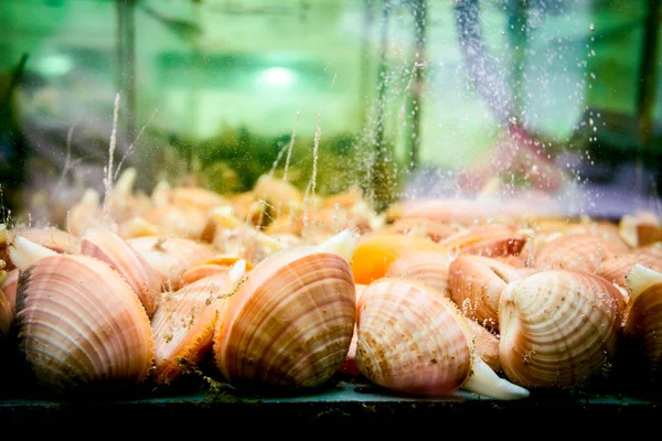 Shells for sale, sea clams inside aquarium in a restaurant — Stock Photo, Image