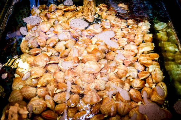 Shells for sale, sea clams inside aquarium in a restaurant — Stock Photo, Image