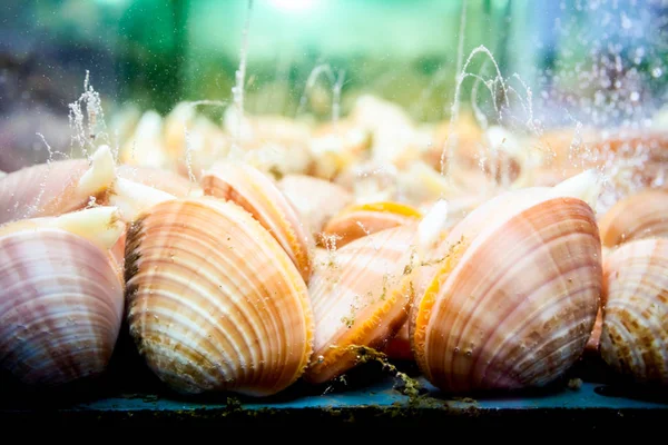 판매 용 조개, 레스토랑 의 수족관 내부 바다 조개 — 스톡 사진