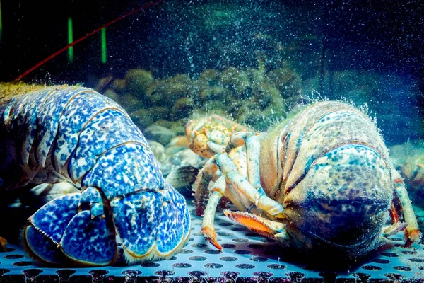 Vista de trás em lagostim azul para venda, crustáceos do mar insi — Fotografia de Stock