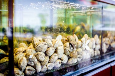 Satılık Kabuklar, bir restoranda akvaryum içinde deniz istiridye