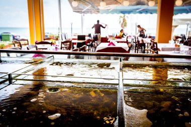 Bir restauran bölünmüş akvaryum içinde satılık taze deniz ürünleri