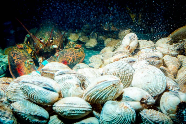Aq 안에 조개와 바다 갑각류 판매 다채로운 가재, 바다 갑각류 — 스톡 사진