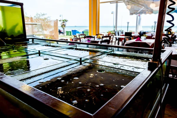 Bir restauran bölünmüş akvaryum içinde satılık taze deniz ürünleri