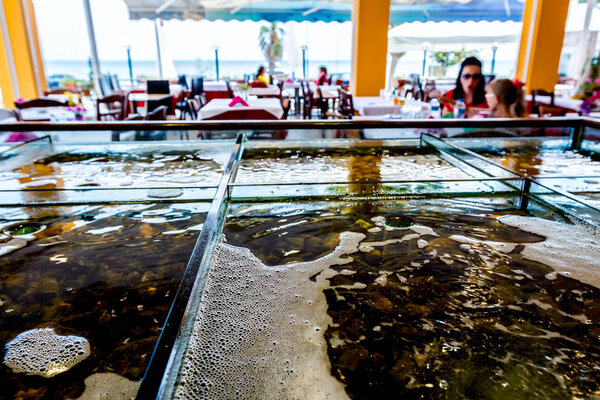 Fresh seafood for sale inside of divided aquarium in a restauran