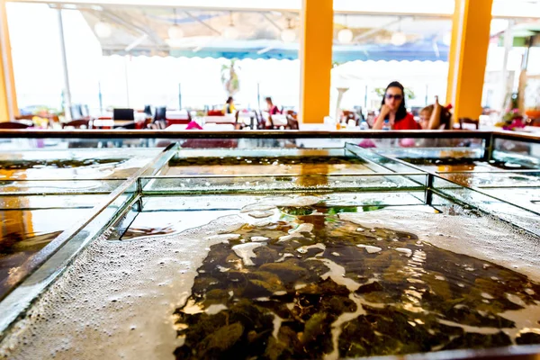 Čerstvé plody moře na prodej v rozděleným akváriu v Restauran — Stock fotografie