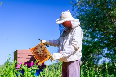 Apiarist, arıcı arılar petek ahşap çerçeve üzerinde kontrol ediyor