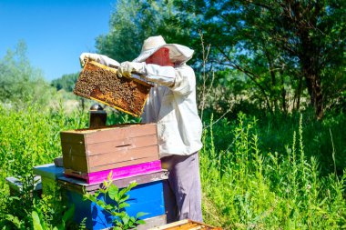Apiarist, arıcı arılar petek ahşap çerçeve üzerinde kontrol ediyor