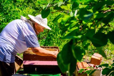 Yaşlı kadın apiarist, arıcı apiary çalışıyor
