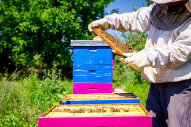 Apiarist, arıcı arılar petek ahşap çerçeve üzerinde kontrol ediyor