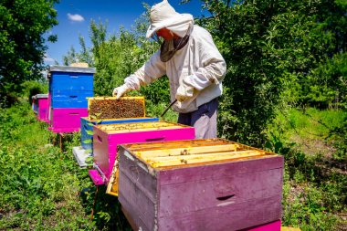 Apiarist, arıcı arılar petek ahşap çerçeve üzerinde kontrol ediyor