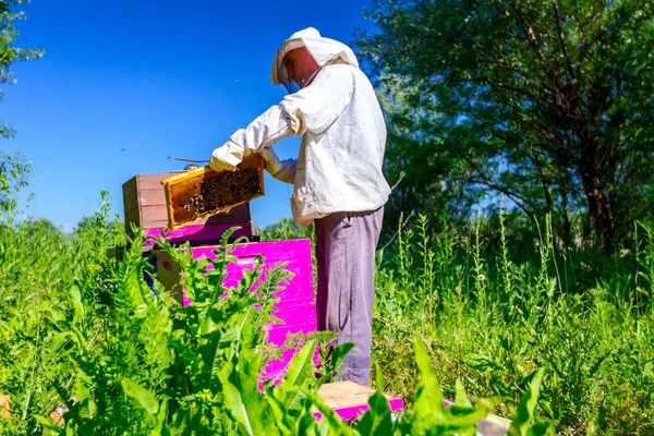 Apiarista, apicultor está verificando abelhas no quadro de madeira favo de mel — Fotografia de Stock