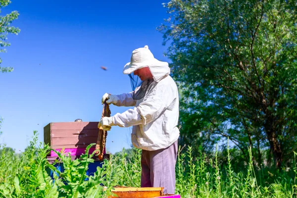 Apiarist, arıcı arılar petek ahşap çerçeve üzerinde kontrol ediyor — Stok fotoğraf