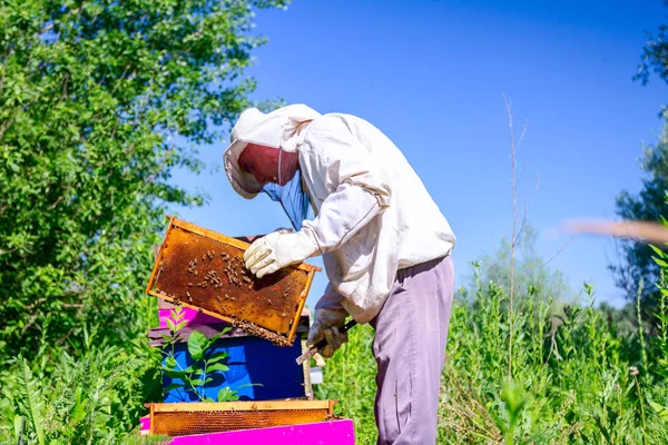 Včelaře, včelaře je kontrola včely na dřevěném rámu plástev — Stock fotografie