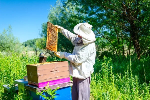 Apiarist, biodlare kontrollerar bin på honeycomb träram — Stockfoto