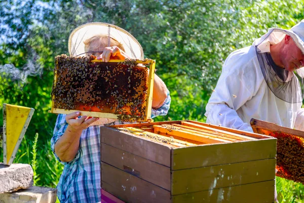 Deux ruchers âgés, apiculteurs vérifient les abeilles en nid d'abeille — Photo