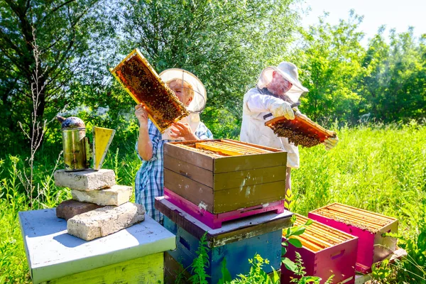 Dois apiaristas idosos, apicultores estão a verificar abelhas no favo de mel. — Fotografia de Stock