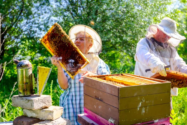 Twee oudere apiaristen, bijenhouders controleren bijen op honingraat — Stockfoto