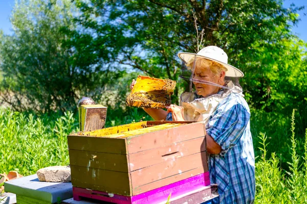 Mulher idosa apiarista, apicultor está trabalhando em apiário — Fotografia de Stock