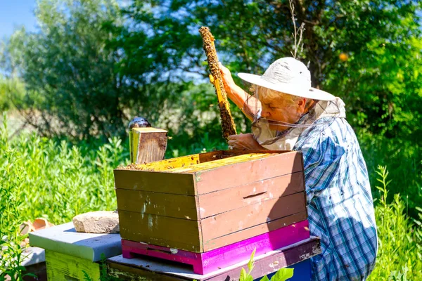 Oudere vrouw apiarist, imker werkt in bijenstal — Stockfoto