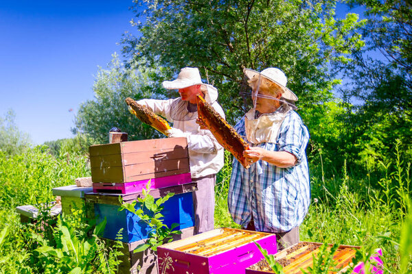 Two elderly apiarists, beekeepers are checking bees on honeycomb