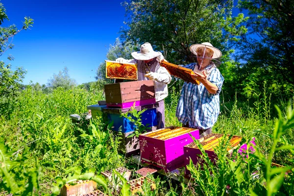 Två äldre apiarists, biodlare kontrollerar bin på Honeycomb — Stockfoto