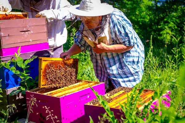 Twee oudere apiaristen, bijenhouders controleren bijen op honingraat — Stockfoto