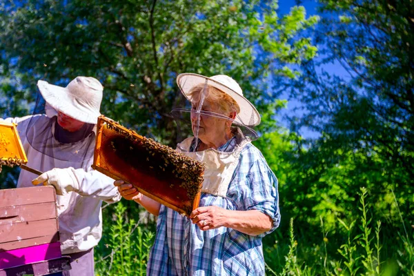 2人の高齢のアピアリスト、養蜂家がハニカムでミツバチをチェックしている — ストック写真