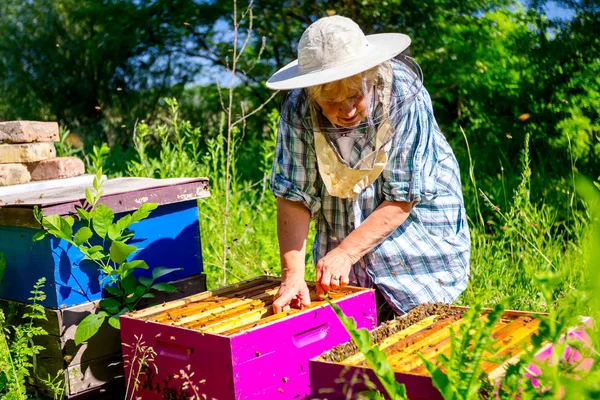 Donna anziana apiarista, apicoltore sta lavorando in apiario — Foto Stock